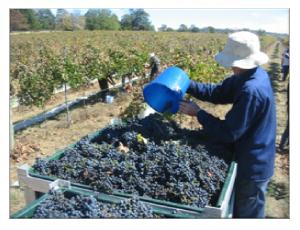 Vineyard Frost Protection