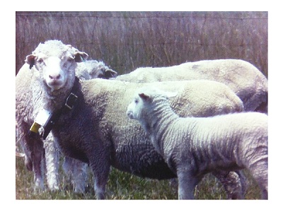 Sheep