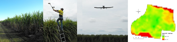 Sugarcane banner