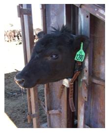 Cattle with Collar