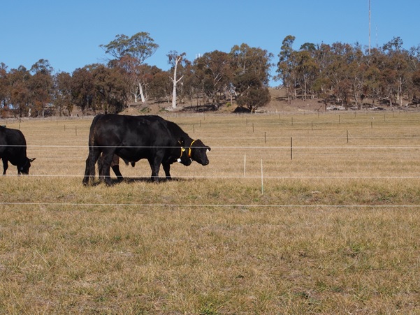 Virtual Fence Cattle in paddock with virtual fencing.