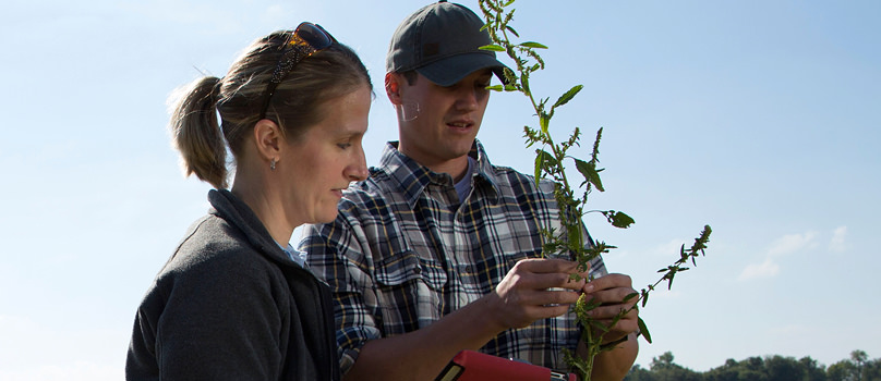 People looking at Plant in Field