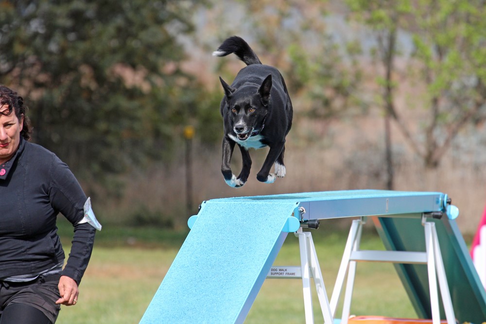 Dr Deborah Apthorp and Dash running over an obstacle during a dog agility event.