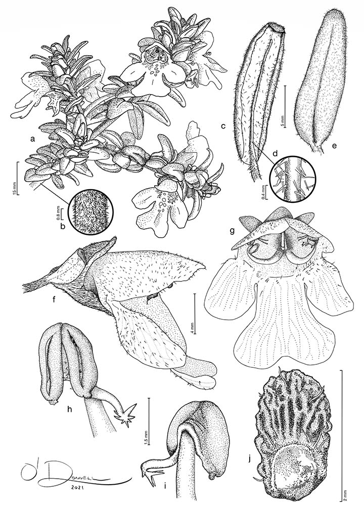 One of Ryan's botanical illustrations