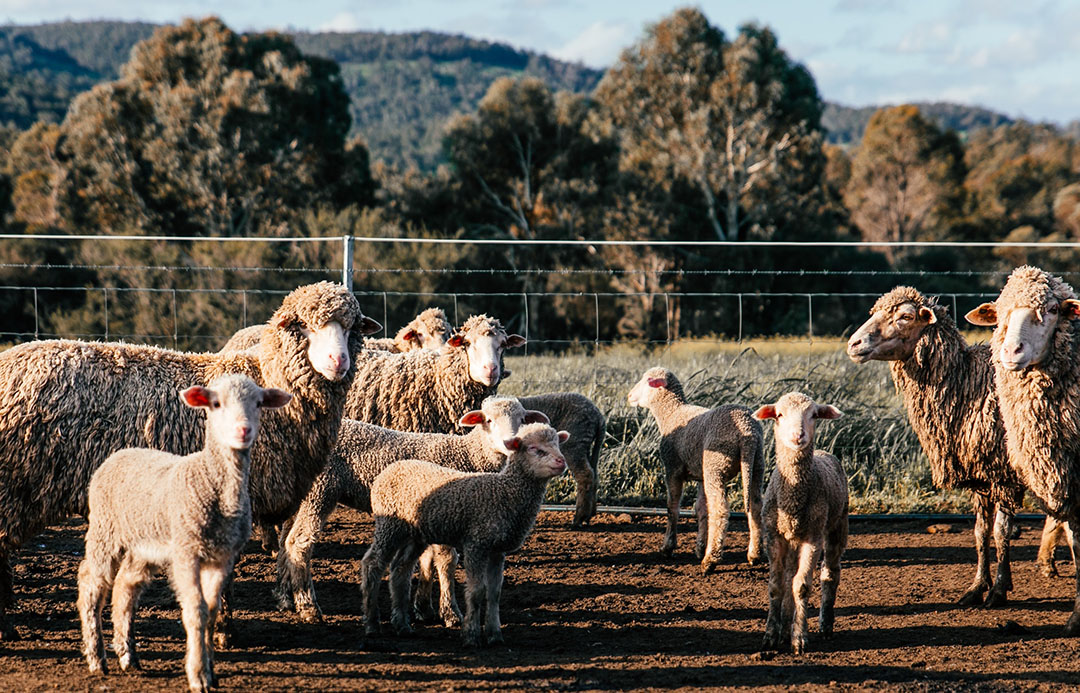 Flock of sheep standing in a paddock.