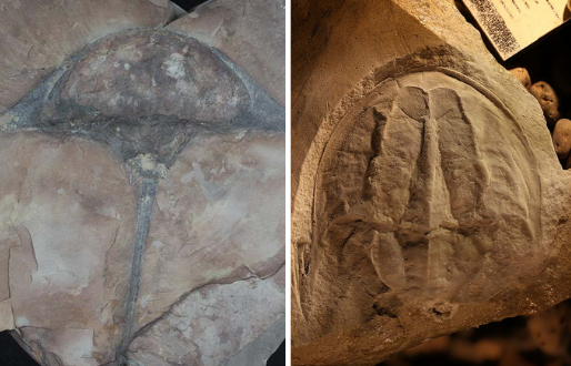 Image of two horseshoe crab fossils showing the differences in size and shape as a result of evolution.