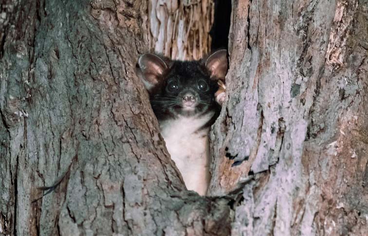 Image shows a greater glider.