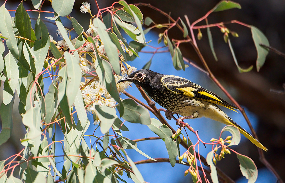 An image of the threatened regent honeyeater. (image credit: Paul McDonald)
