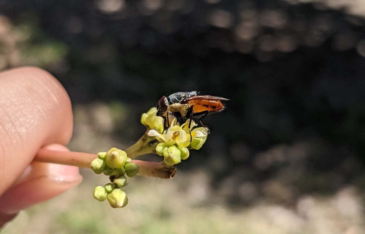 Native rhinid fly, Stomorhina xanthogaster, visiting an mango flower in Mareeba, QLD, 2022. 