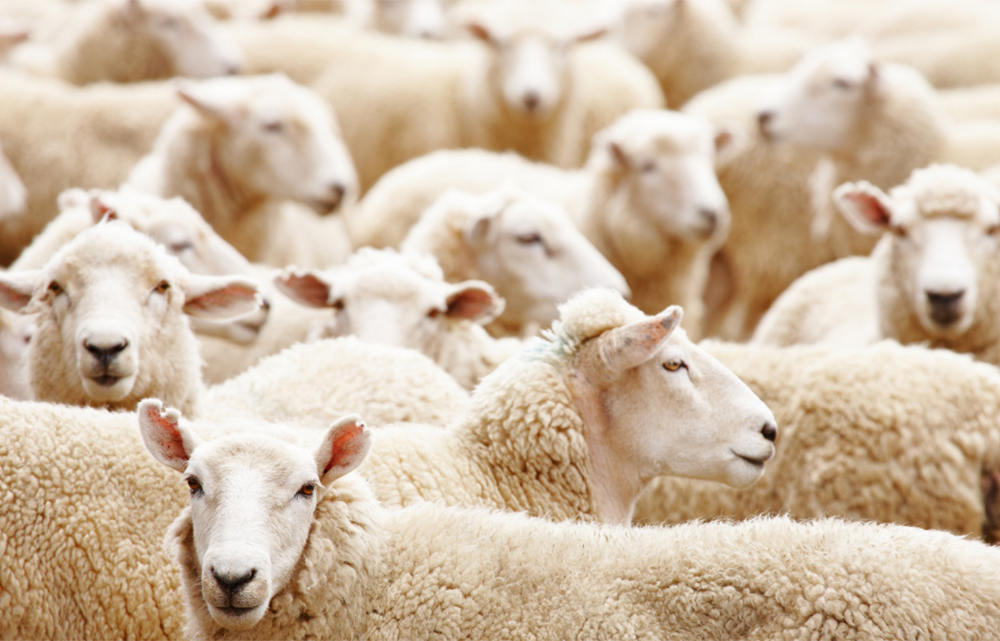 A flock of sheep