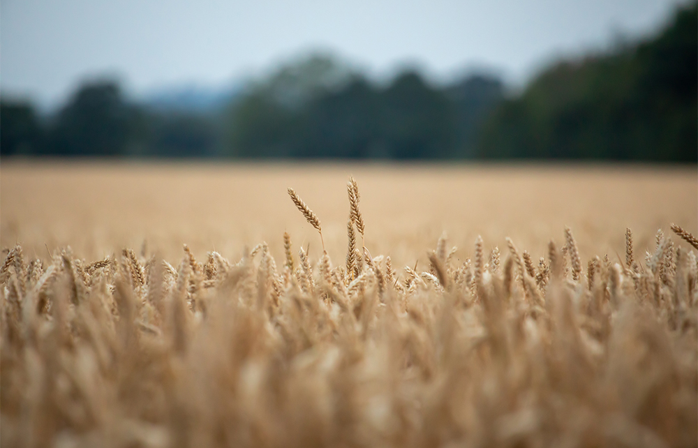 Image of a wheat field