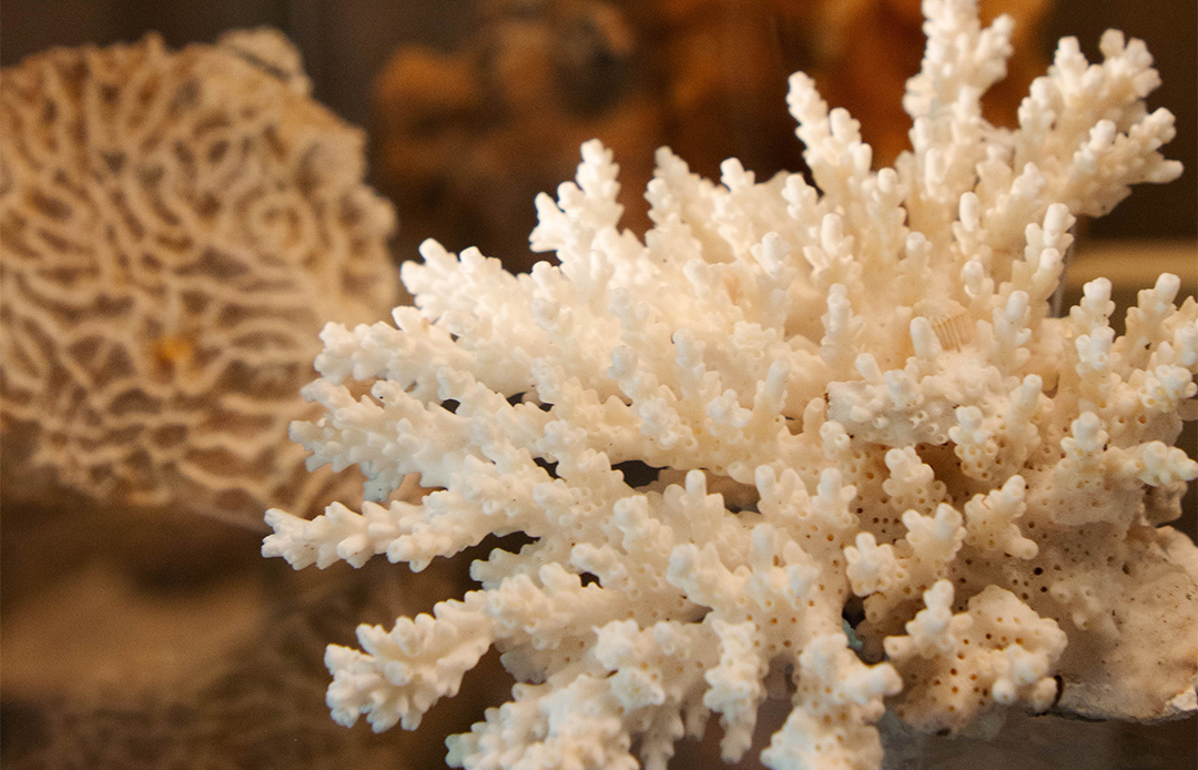 Image shows three pieces of coral from Charlie Veron's survey of the Solitary Islands while studying Zoology at UNE in the 1960s. 