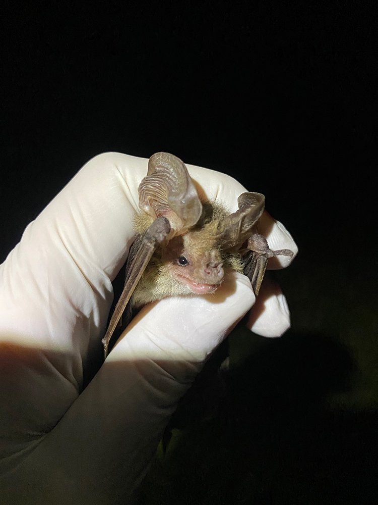 An insect-eating native bat.