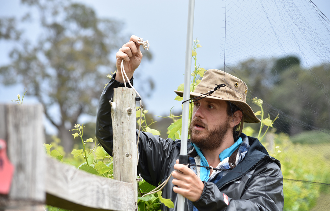 Dr Zenon Czenze conducting field work in a vineyard.