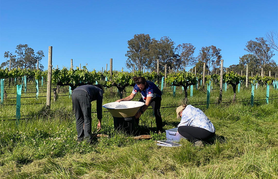 The research team conducting field work at a vineyard.