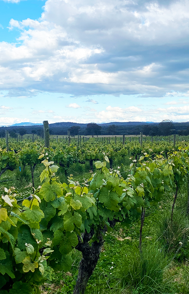 Image of one of the vineyards where research is being conducted.