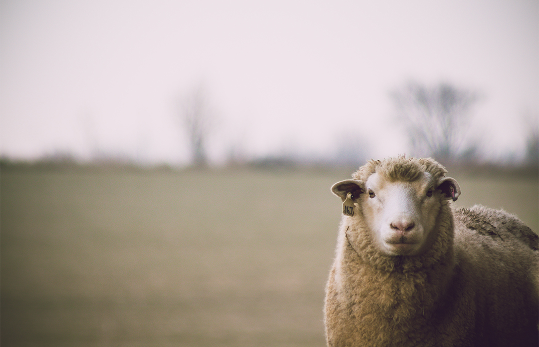 Sheep in a field.