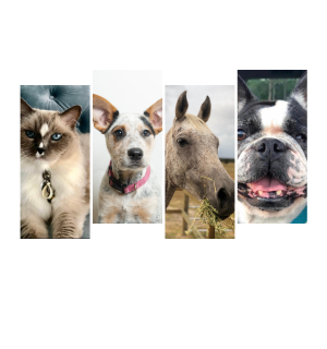 Portrait photo collage of pet animals: a cat, a dog, a horse and another dog.