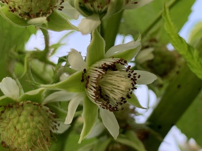 Ants pollinating a raspberry flower