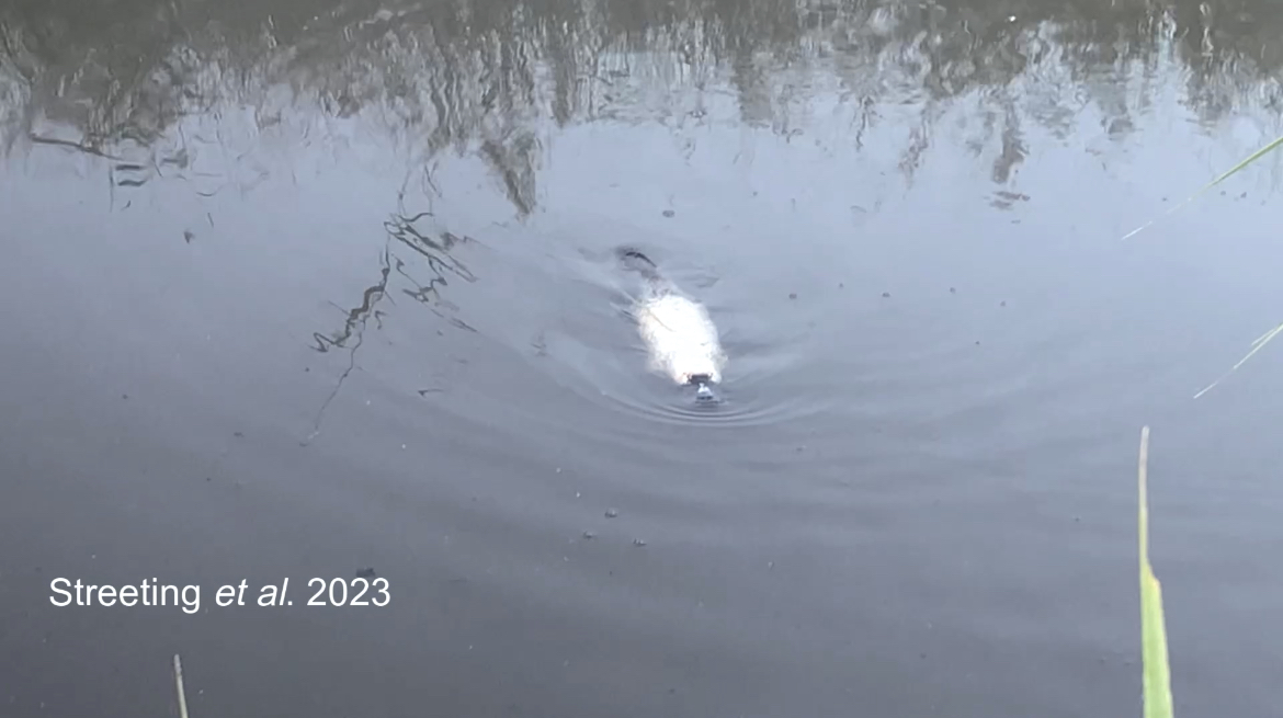 A white platypus swimming in a stream on the Northern Tablelands of NSW
