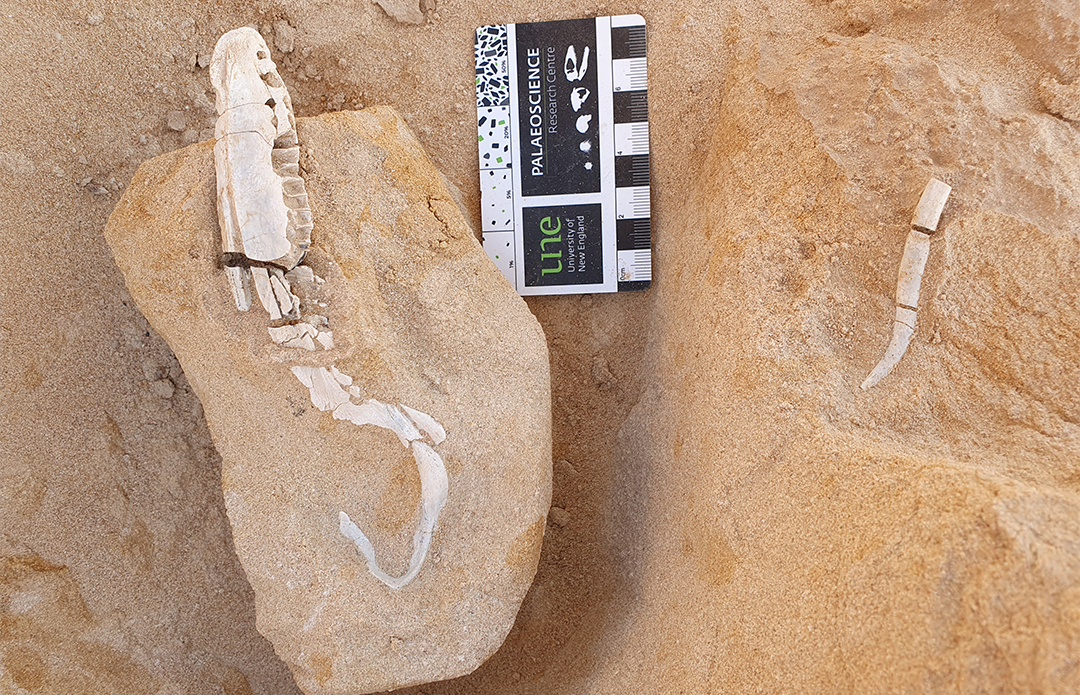 A dinosaur jaw ready for collection. 