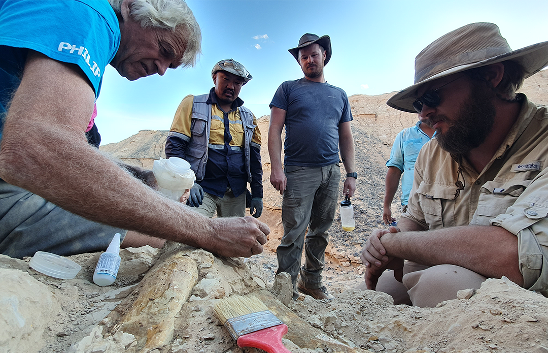 Excavating the leg of a dinosaur 