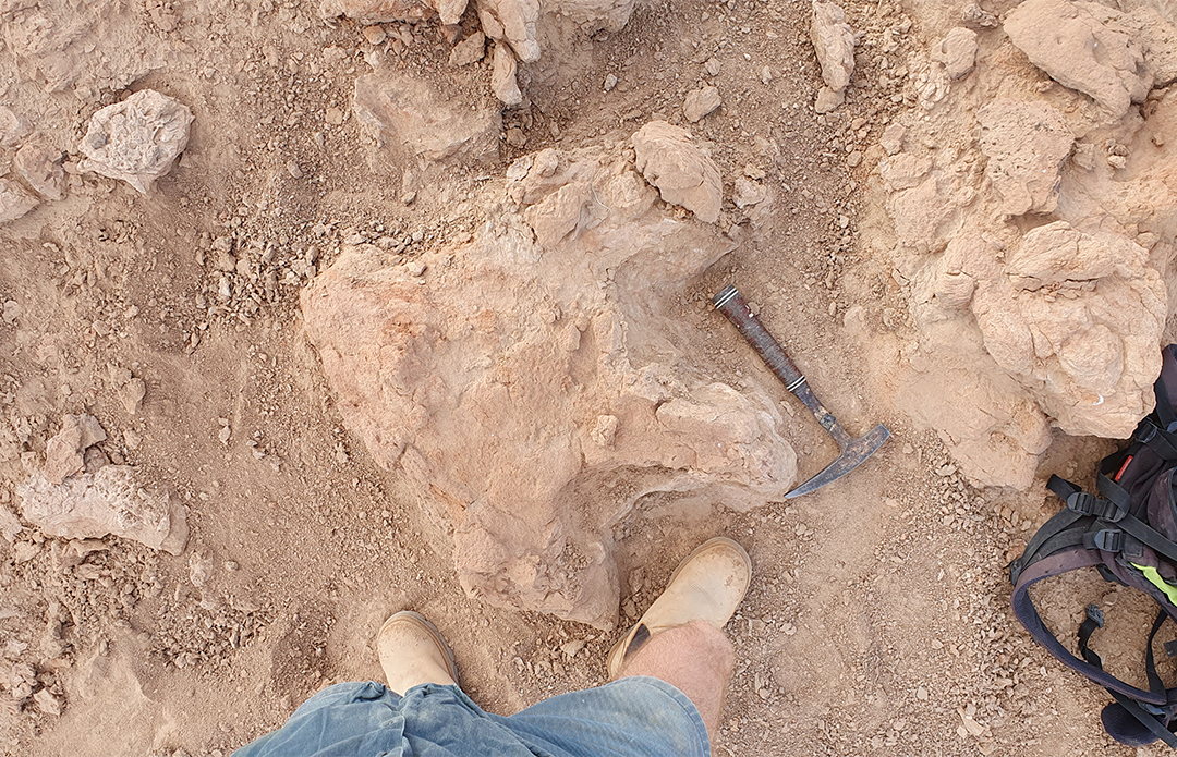 Footprint of a duck-billed dinosaur 