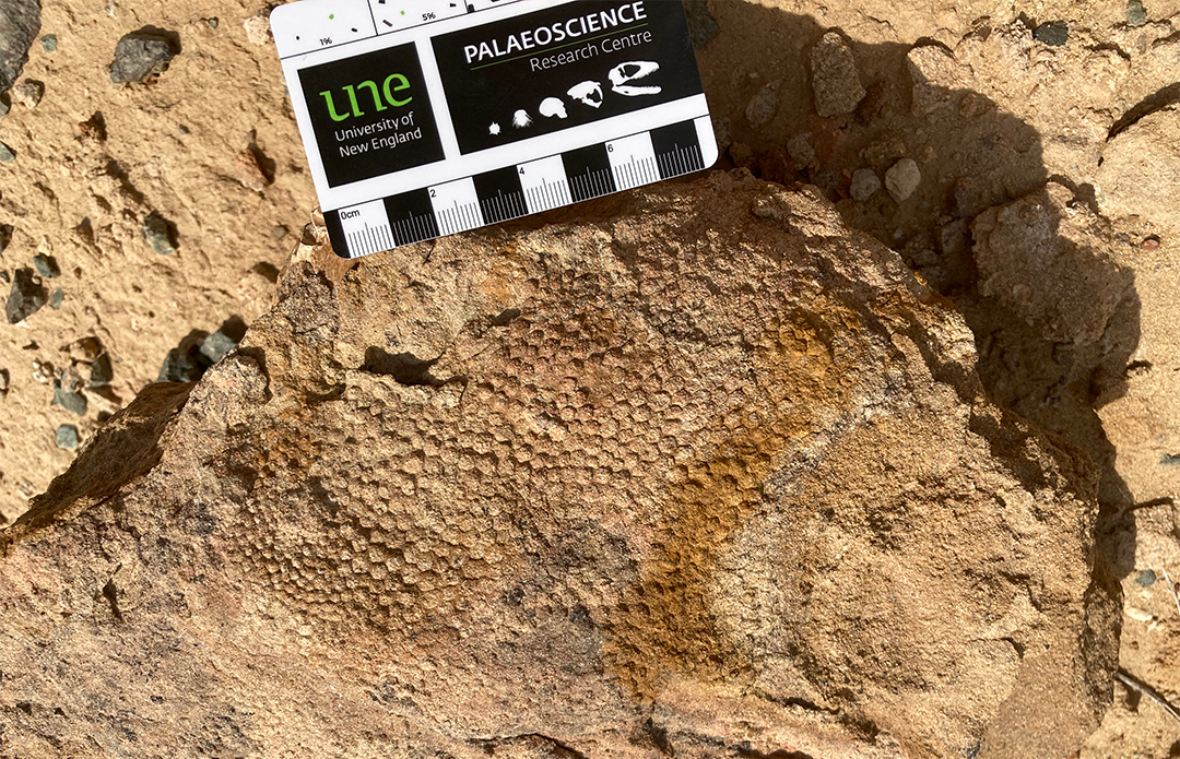 Saurolophus skin at The Dragon's Tomb