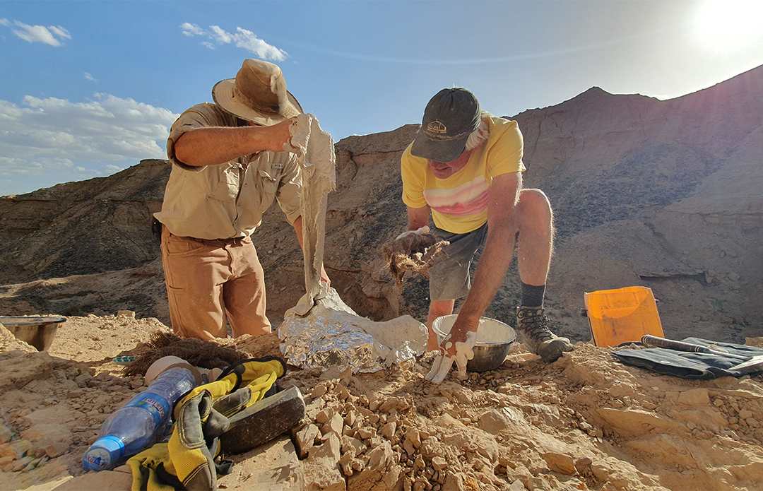 Wrapping bones in plaster and hessian for transport 