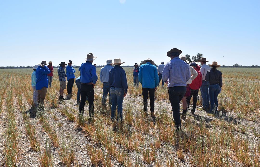 Examining some of the legume demonstration sites at “Blair Hill” with agronomist Greg Rummery and property owners Charlie and Ruth Hickson.