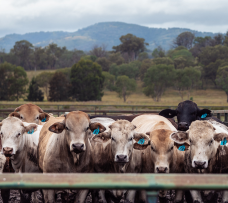 Steers looking at camera