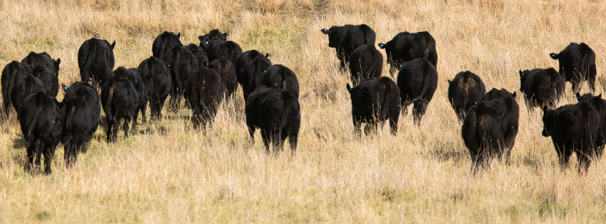 Angus steers in paddock
