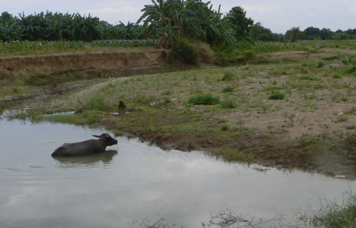 Water buffalo wades through water in Filipino countryside. 