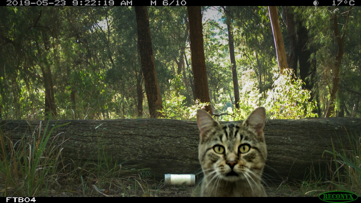 Cat caught on camera trap