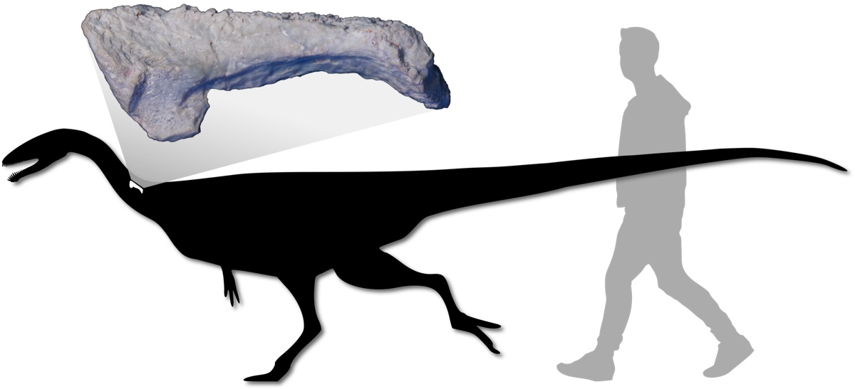 noasaurid reconstruction