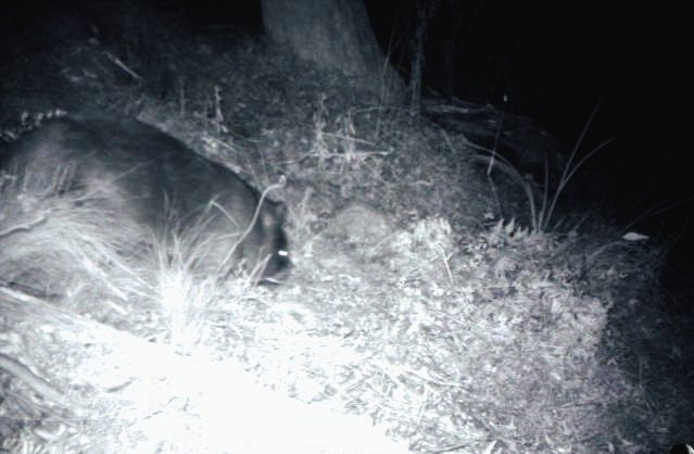 Camera trap image of a wombat on Mt Duval