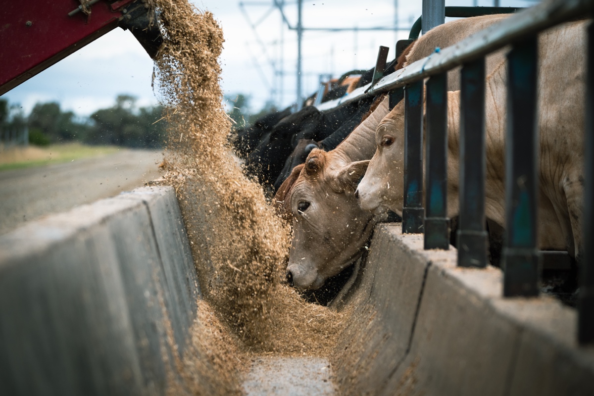 cattle at feed trough