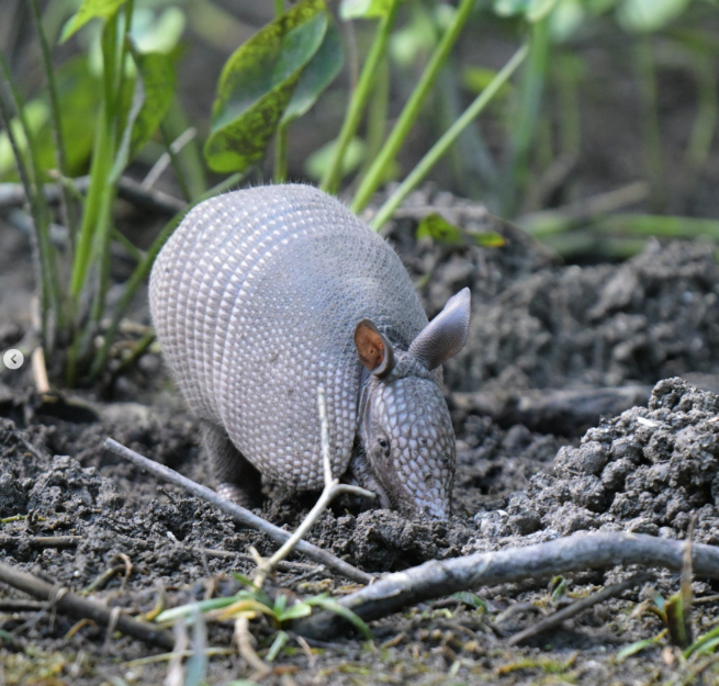 Armadillo 