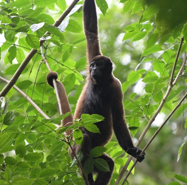 Monkey 
