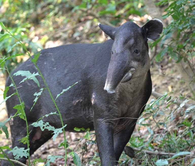 The elusive tapir 