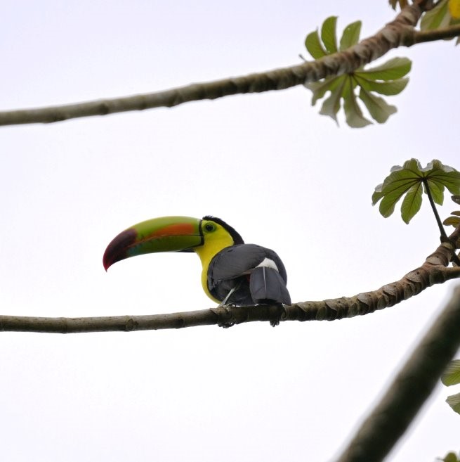 A keel-billed toucan 