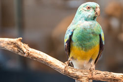 Collection sample - bird