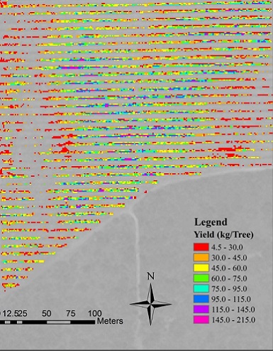 Derived Yield Map of Mango farm 