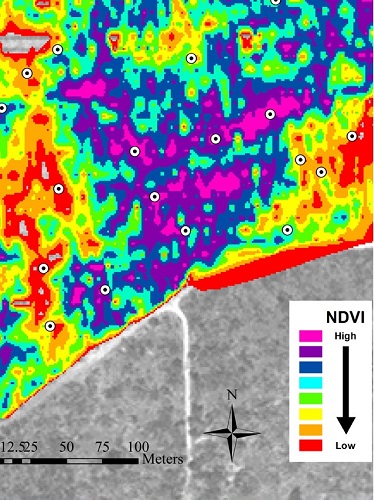 NDVI Image  