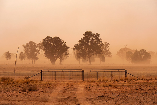 A dry paddock with trees in a dust storm