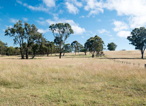 Pastures on the UNE SMART Farms